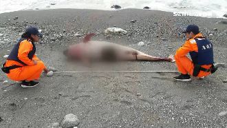 東部海岸鯨豚連3死！創傷恐不單純