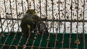 實在太殘忍！日前台北市動保處接獲通報，有人檢舉萬華某間鳥店環境髒亂，動保處到場稽查後發現店家卻實沒有妥善照顧小鳥，甚至在鳥籠內發現6隻未處理的鳥禽屍體，動保處口頭勸告並發函要求店家改善，想不到複查時鳥店還是維持原樣，讓動保處直接依法開罰。（圖／翻攝自動保處網站）