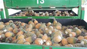 暖冬提早盛產　屏東鳳梨外銷量增（1）今年暖冬，高屏地區鳳梨提早10至15天採收，鳳梨農表示，屏東鳳梨往年約3月初盛產，今年提早，預估外銷量將比去年增加。（農糧署提供）中央社記者郭芷瑄傳真　108年2月20日