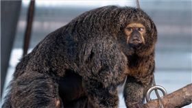 肌肉,健美,猴,白面僧面猴,動物園,芬蘭,猿猴,館長,　圖／翻攝自推特　https://goo.gl/FQXKmR