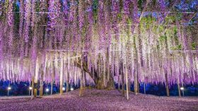 ▲足利花卉公園的大藤浪漫指數破表（圖／shutterstock.com）
