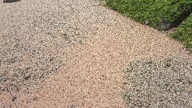 澎湖海域大量糜蝦死亡　原因待查（2）