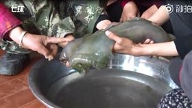 中國大陸,肉靈芝,太歲,長生不老（圖／翻攝澎湃新聞）