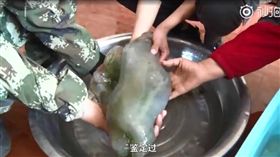 中國大陸,肉靈芝,太歲,長生不老（圖／翻攝澎湃新聞）