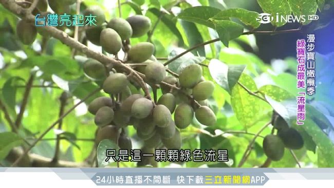 應酬壞腸胃　塑膠廠老闆打造橄欖王國