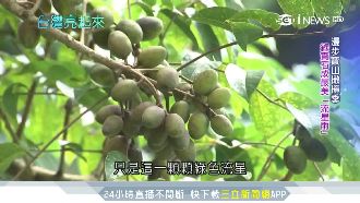 應酬壞腸胃　塑膠廠老闆打造橄欖王國