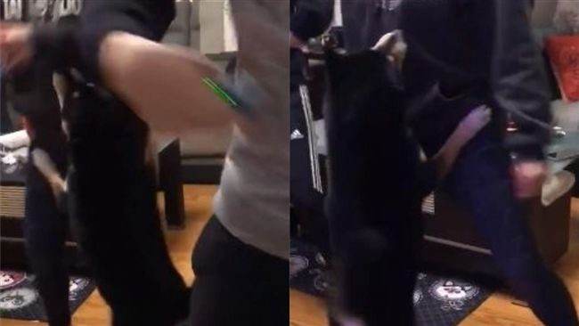 我也要跳！黑柴硬攀主人腰扭屁熱舞