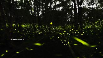 螢光點亮夜空　賞螢季逾4千人搶報名