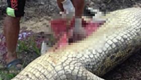 印尼,鱷魚,吃人,骸骨,肚子（圖／翻攝中國網）