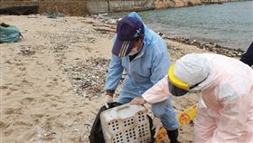 馬祖,豬瘟,羊隻,海巡隊,防疫