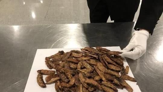 這藥引子泡酒太驚悚　罕見非洲蟻后乾