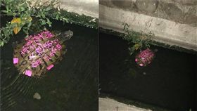 高雄受虐烏龜，龜殼被寫上「貨出去人進來，高雄發大財」。（圖／翻攝自狗狗走失協尋互助 Missing Dogs Taiwan）
