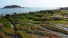 金門也有綠石槽　綠色地毯美不勝收（1