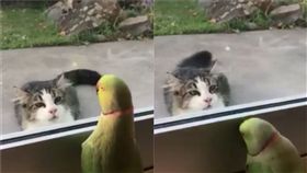 來玩躲貓貓阿！紐西蘭有隻名為Oscar的紅領綠鸚鵡，日前它被主人拍下不斷在窗邊「嗶咘、嗶咘」的叫，就好像在找窗外的小貓玩躲貓貓一樣，超挑釁的模樣被網友笑稱「一看就知道是老江湖」。（圖／翻攝自IG@oscar.george.and.poppy）