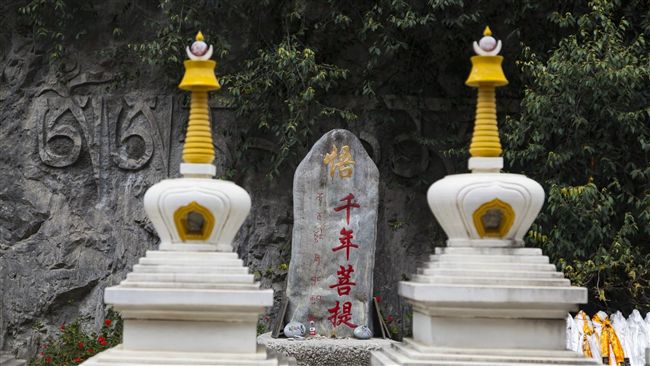 神奇千年菩提樹！一夜間長出「佛手」
