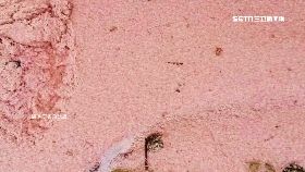 a澎磷蝦爆發1100