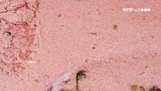 爆發如粉紅美乃滋！民眾瘋搶撈磷蝦群