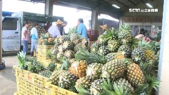 傳產地價格崩盤　鳳梨王子：過頭了