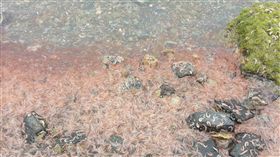 澎湖糜蝦死亡　水試所研判與季節海潮有關　中央社