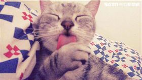 圖／翻攝IG,貓,貓奴