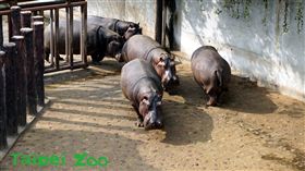 台北市立木柵動物園。（圖／取自臉書）