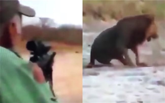 冷血獵人瘋狂掃射　無辜獅遭射爆慘死