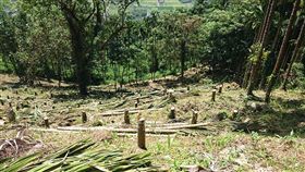 農民怨砍檳榔樹　花蓮林管處指依法輔導剷除　中央社