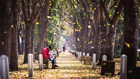 嘉義市桃花心木落葉　攝影師熱門取景地點　中央社