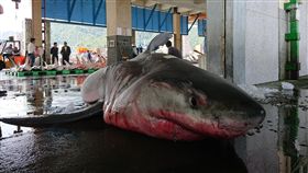 宜蘭漁民捕獲大白鯊／讀者提供