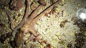 盞盞燈火　澎湖漁民夜間捉特有章魚　中央社