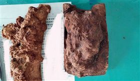 嘉義,盜採,山老鼠,扁柏,紅檜