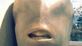 佛地魔來了！「翻車魚正面照」嚇壞眾人…網：我會做惡夢。（圖／翻攝自@leon19835 Twitter）