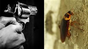 美國密西根州,蟑螂,中槍  (示意圖／取自Pixabay)
