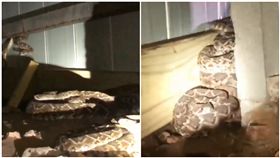 美國,德州,響尾蛇,冬眠,覓食(圖/翻攝自Big Country Snake Removal臉書)