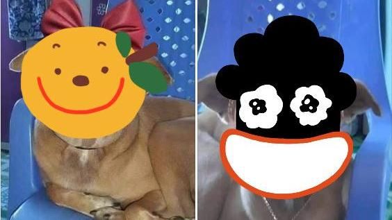 毛小孩化妝一臉呆萌　網笑：放過牠吧