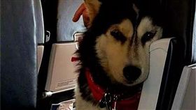 哈士奇,搭飛機（圖／翻攝自微博）