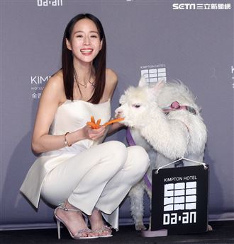 張鈞甯與羊駝進住為寵物友善飯店金普頓大安酒店。（記者邱榮吉/攝影）