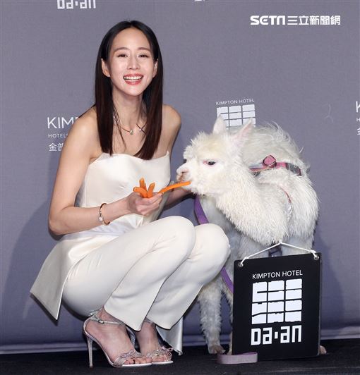 張鈞甯與羊駝進住為寵物友善飯店金普頓大安酒店。（記者邱榮吉/攝影）