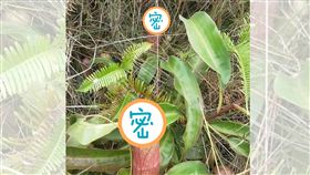 豬籠草,血管,充血,姊夫,爆廢公社(圖/翻攝自爆廢公社)