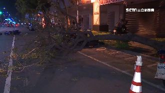 高雄6米路樹詭倒塌　網喊：韓流發威