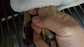 誤食鴨肉醬的皮皮。（圖／翻攝自米克斯傳奇 臉書）