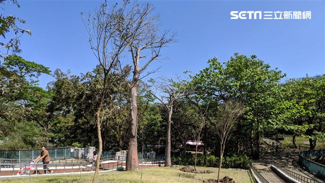壽山動物園種韓國瑜樹　議員8字怒轟