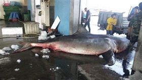 宜蘭漁民捕獲大白鯊／翻攝照片