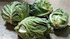 高麗菜被硬殺「5顆30元」　原住民崩潰揭：曾有同胞自殺（圖／翻攝自爆料公社）