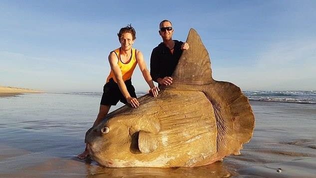 海岸驚見巨大翻車魚屍！專家：不尋常