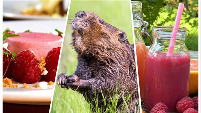 愛吃熱狗嗎？你在吃動物「鼻子」！