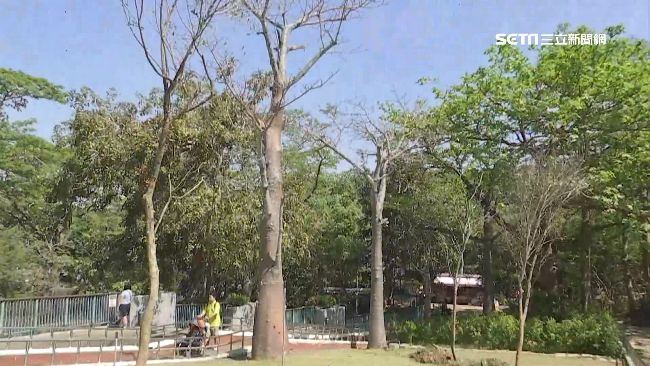 韓國瑜樹？議員批：威權時代重回高雄