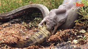 （圖／翻攝自YouTube）澳洲,昆士蘭,鱷魚,蟒蛇,生吞