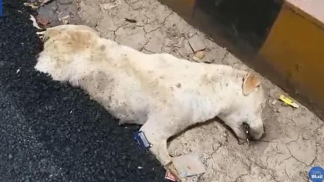 慘遭滾燙瀝青活埋　無辜毛孩慘死路邊