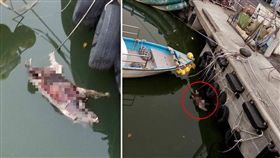 繼日前屏東東港溪畔發現疑似豬屍後，今（23）日早又有民眾發現東港漁港疑漂浮豬屍。目前縣政府已接獲通報，並呈報非洲豬瘟緊急應變小組，將派員前往確認。（圖／東津好厝邊臉書）